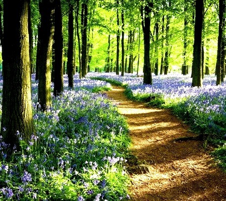 Bluebelle Path, Ashley Woods, Great Britain