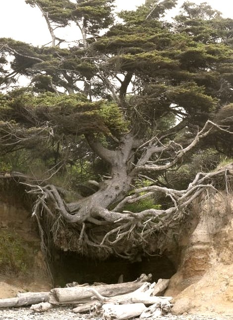 Tree Root Cave, Big Sur, California