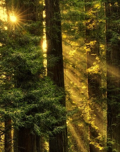 Sequoia Sunrays, Del Norte County, California