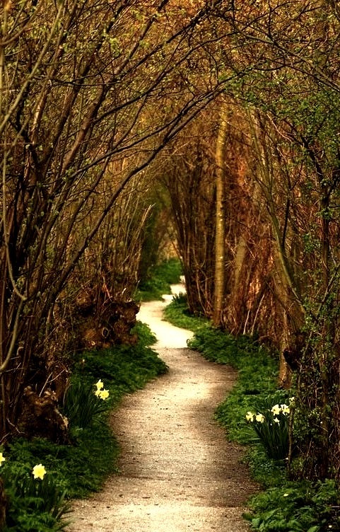 Forest Path, Leiden, The Netherlands