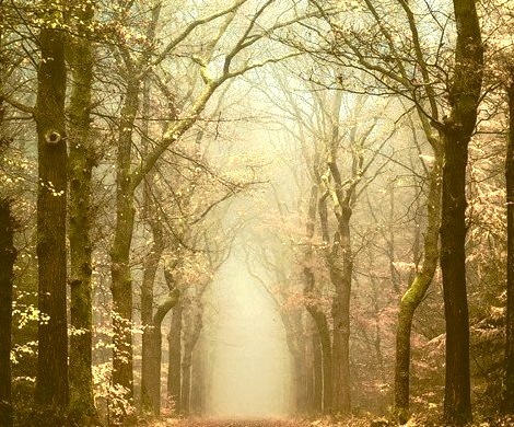 Into the Mystic, The Netherlands