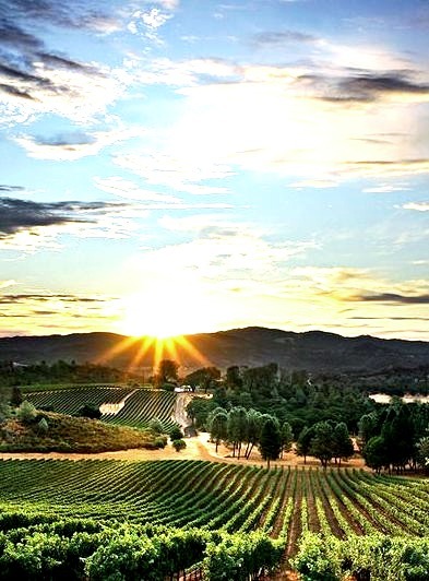 Sunset Vineyard, Santa Maria, California