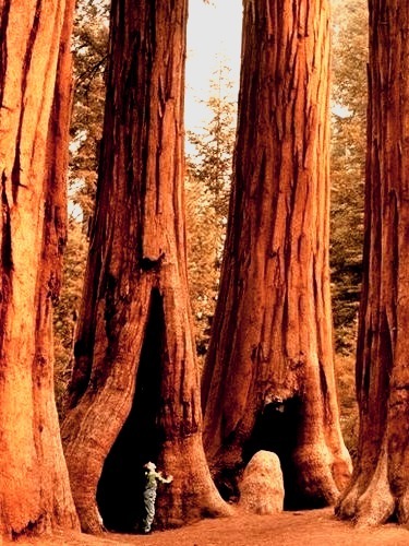 Giants, Sequoia National Park, California